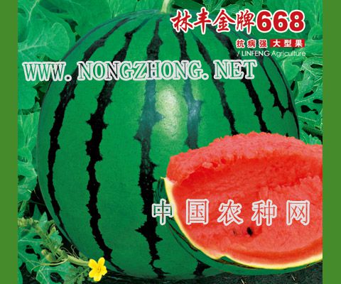 林丰金牌668